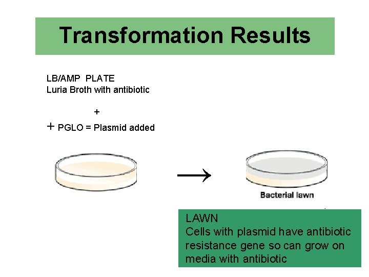 Transformation Results LB/AMP PLATE Luria Broth with antibiotic + + PGLO = Plasmid added