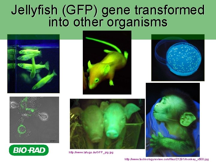 Jellyfish (GFP) gene transformed into other organisms http: //www. lafuga. de/GFP_pig. jpg http: //www.