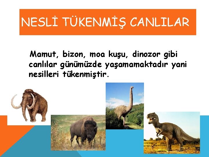 NESLİ TÜKENMİŞ CANLILAR Mamut, bizon, moa kuşu, dinozor gibi canlılar günümüzde yaşamamaktadır yani nesilleri