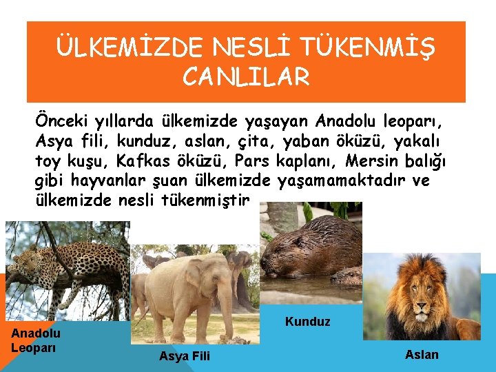 ÜLKEMİZDE NESLİ TÜKENMİŞ CANLILAR Önceki yıllarda ülkemizde yaşayan Anadolu leoparı, Asya fili, kunduz, aslan,