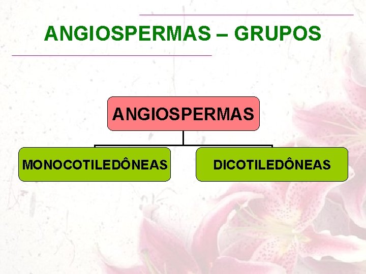 ANGIOSPERMAS – GRUPOS ANGIOSPERMAS MONOCOTILEDÔNEAS DICOTILEDÔNEAS 