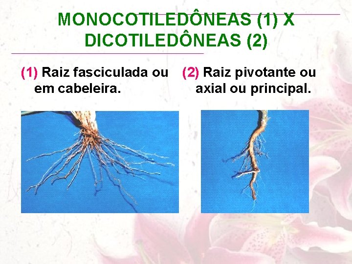 MONOCOTILEDÔNEAS (1) X DICOTILEDÔNEAS (2) (1) Raiz fasciculada ou em cabeleira. (2) Raiz pivotante