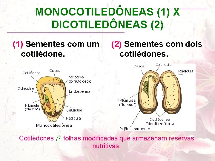 MONOCOTILEDÔNEAS (1) X DICOTILEDÔNEAS (2) (1) Sementes com um cotilédone. (2) Sementes com dois