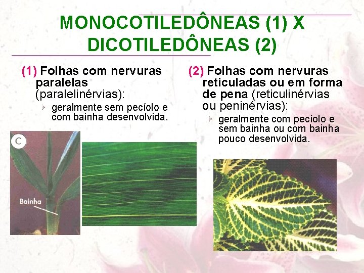 MONOCOTILEDÔNEAS (1) X DICOTILEDÔNEAS (2) (1) Folhas com nervuras paralelas (paralelinérvias): geralmente sem pecíolo