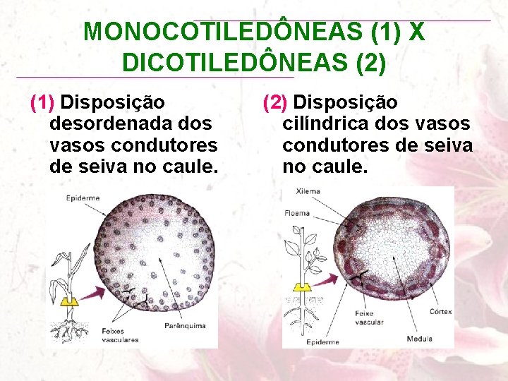 MONOCOTILEDÔNEAS (1) X DICOTILEDÔNEAS (2) (1) Disposição desordenada dos vasos condutores de seiva no
