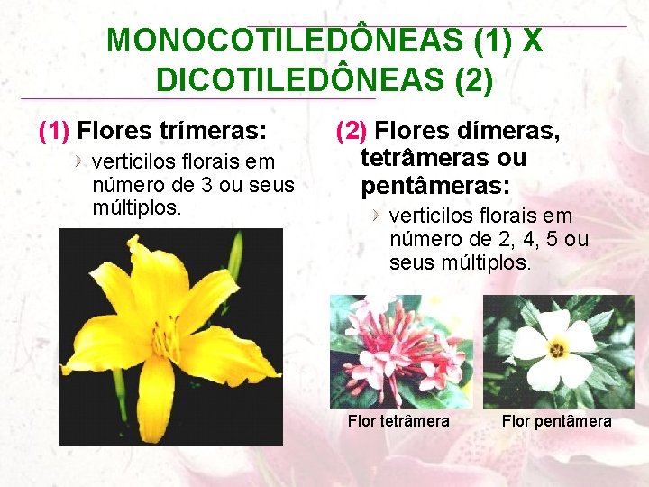 MONOCOTILEDÔNEAS (1) X DICOTILEDÔNEAS (2) (1) Flores trímeras: verticilos florais em número de 3