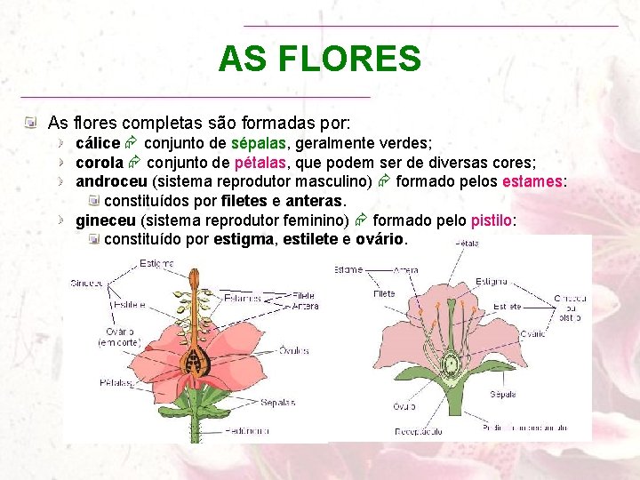 AS FLORES As flores completas são formadas por: cálice conjunto de sépalas, sépalas geralmente