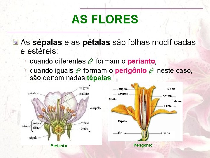 AS FLORES As sépalas e as pétalas são folhas modificadas e estéreis: quando diferentes