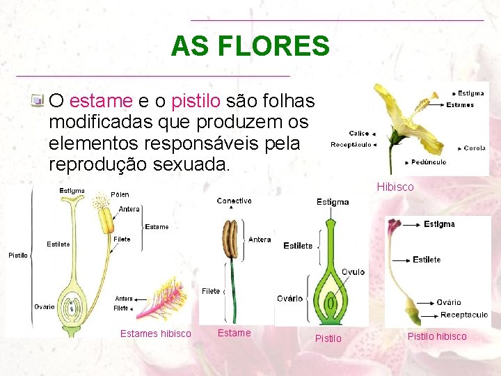 AS FLORES O estame e o pistilo são folhas modificadas que produzem os elementos