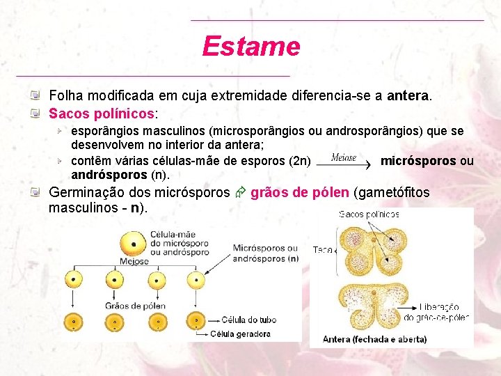 Estame Folha modificada em cuja extremidade diferencia-se a antera. Sacos polínicos: esporângios masculinos (microsporângios