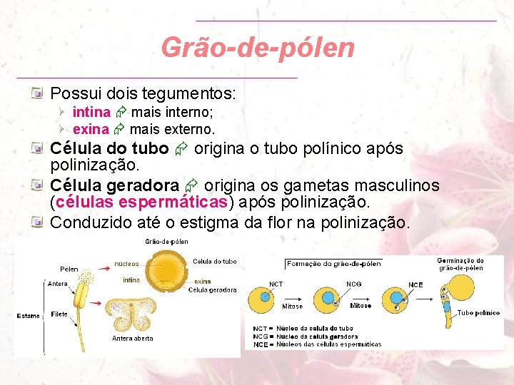 Grão-de-pólen Possui dois tegumentos: intina mais interno; exina mais externo. Célula do tubo origina