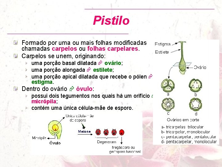 Pistilo Formado por uma ou mais folhas modificadas chamadas carpelos ou folhas carpelares. Carpelos