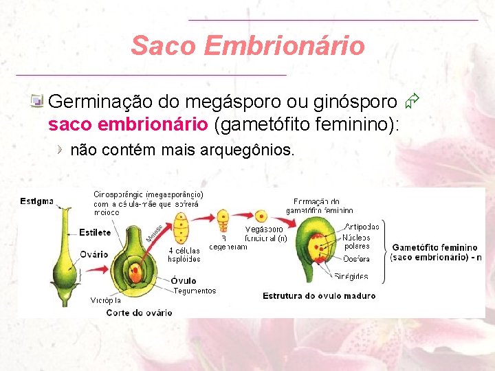 Saco Embrionário Germinação do megásporo ou ginósporo saco embrionário (gametófito feminino): não contém mais