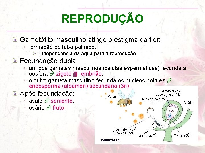 REPRODUÇÃO Gametófito masculino atinge o estigma da flor: formação do tubo polínico: independência da
