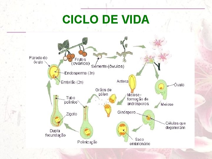 CICLO DE VIDA 