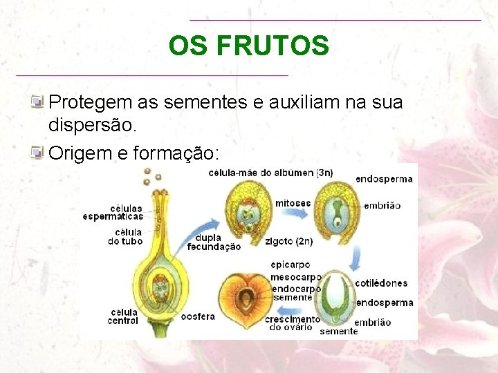 OS FRUTOS Protegem as sementes e auxiliam na sua dispersão. Origem e formação: 