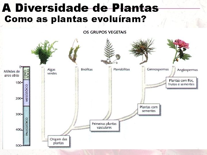 A Diversidade de Plantas Como as plantas evoluíram? 