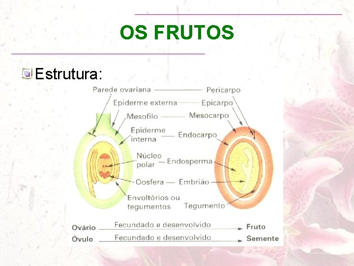 OS FRUTOS Estrutura: 