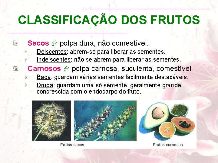 CLASSIFICAÇÃO DOS FRUTOS Secos polpa dura, não comestível. Deiscentes: abrem-se para liberar as sementes.