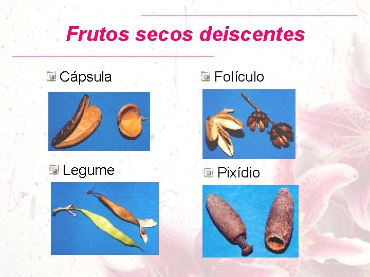 Frutos secos deiscentes Cápsula Folículo Legume Pixídio 