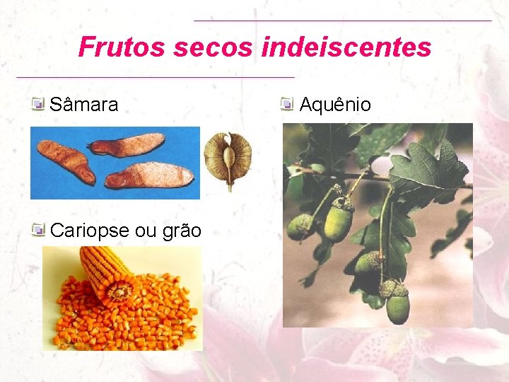 Frutos secos indeiscentes Sâmara Cariopse ou grão Aquênio 
