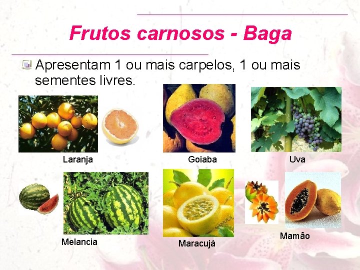Frutos carnosos - Baga Apresentam 1 ou mais carpelos, 1 ou mais sementes livres.