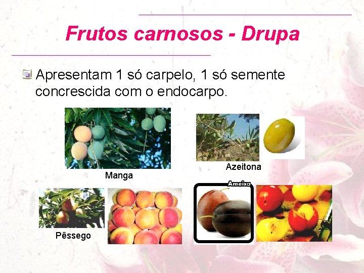 Frutos carnosos - Drupa Apresentam 1 só carpelo, 1 só semente concrescida com o