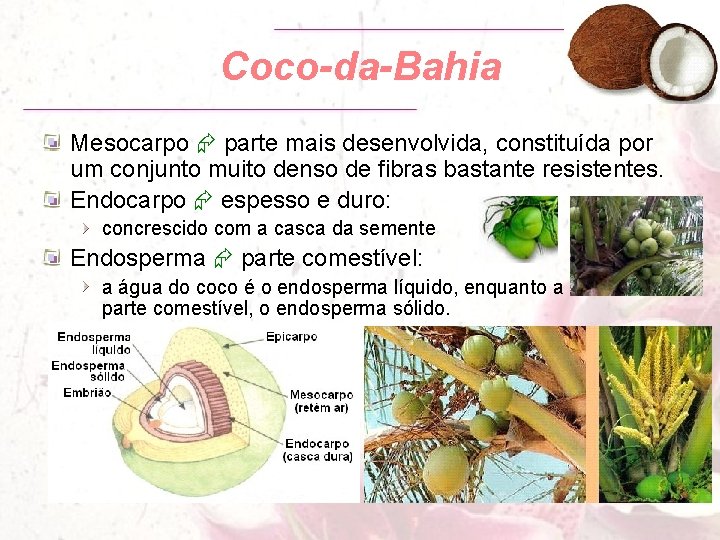 Coco-da-Bahia Mesocarpo parte mais desenvolvida, constituída por um conjunto muito denso de fibras bastante