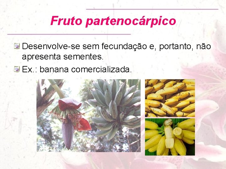 Fruto partenocárpico Desenvolve-se sem fecundação e, portanto, não apresenta sementes. Ex. : banana comercializada.