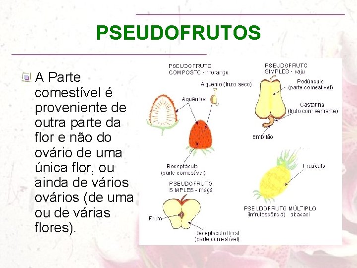 PSEUDOFRUTOS A Parte comestível é proveniente de outra parte da flor e não do
