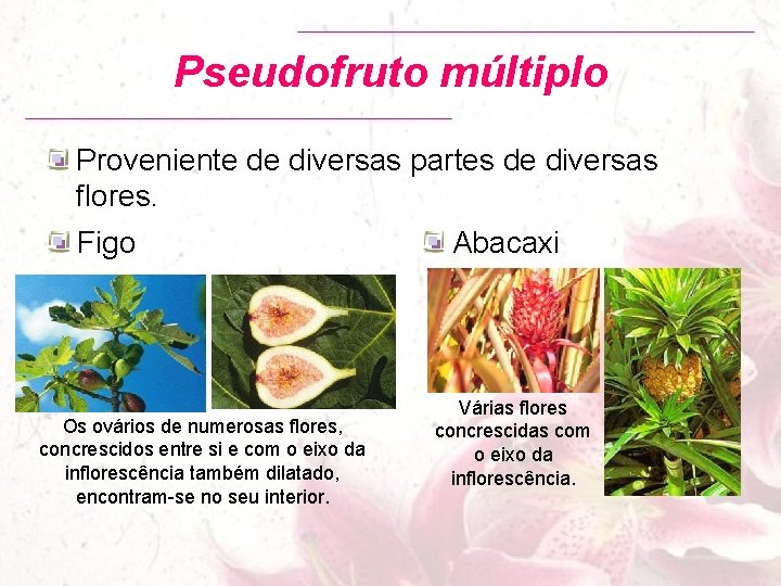 Pseudofruto múltiplo Proveniente de diversas partes de diversas flores. Figo Os ovários de numerosas