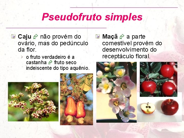 Pseudofruto simples Caju não provém do ovário, mas do pedúnculo da flor. o fruto