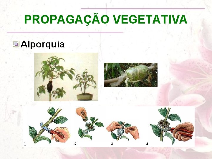 PROPAGAÇÃO VEGETATIVA Alporquia 
