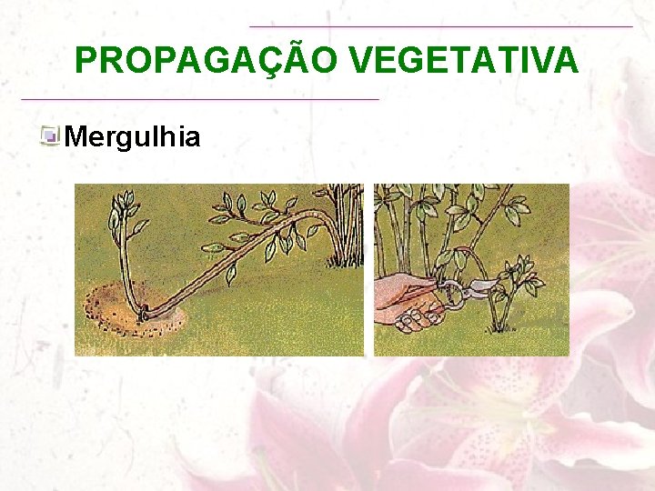 PROPAGAÇÃO VEGETATIVA Mergulhia 