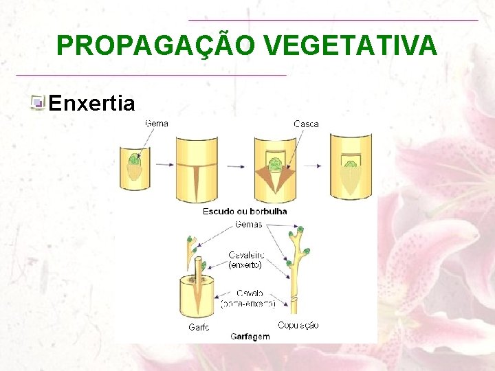 PROPAGAÇÃO VEGETATIVA Enxertia 