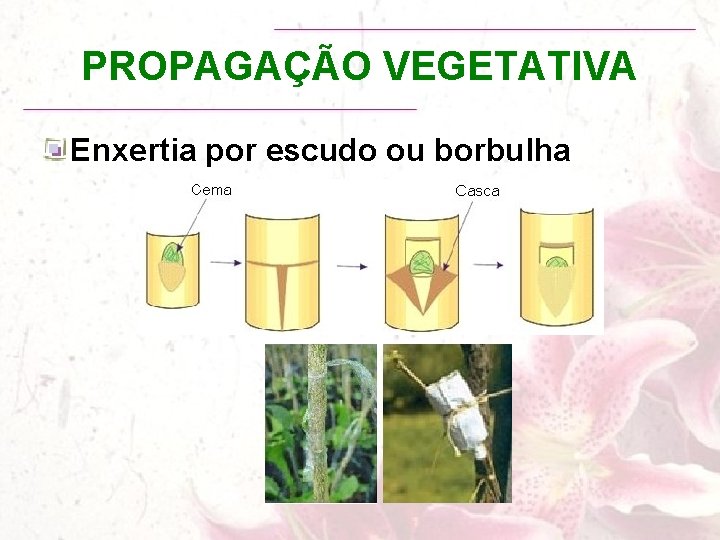 PROPAGAÇÃO VEGETATIVA Enxertia por escudo ou borbulha 