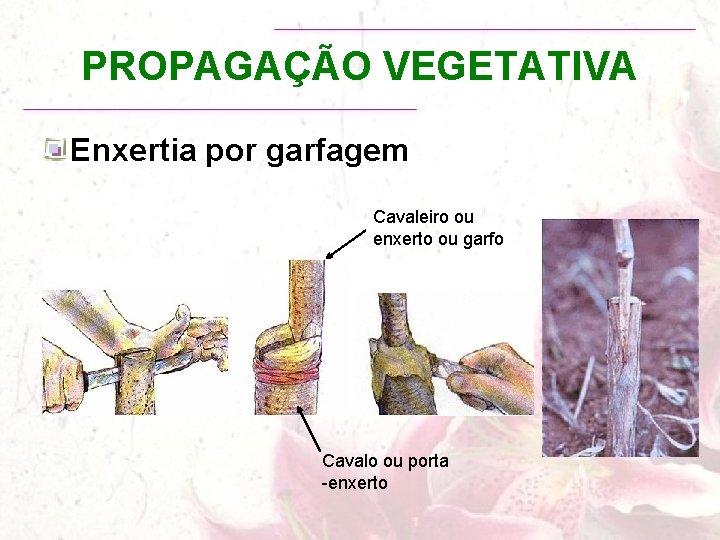 PROPAGAÇÃO VEGETATIVA Enxertia por garfagem Cavaleiro ou enxerto ou garfo Cavalo ou porta -enxerto