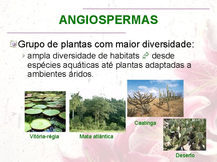 ANGIOSPERMAS Grupo de plantas com maior diversidade: ampla diversidade de habitats desde espécies aquáticas