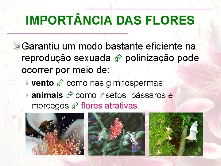 IMPORT NCIA DAS FLORES Garantiu um modo bastante eficiente na reprodução sexuada polinização pode
