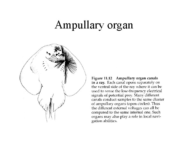 Ampullary organ 