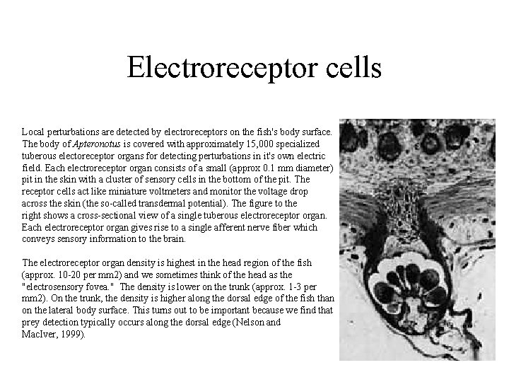 Electroreceptor cells Local perturbations are detected by electroreceptors on the fish's body surface. The