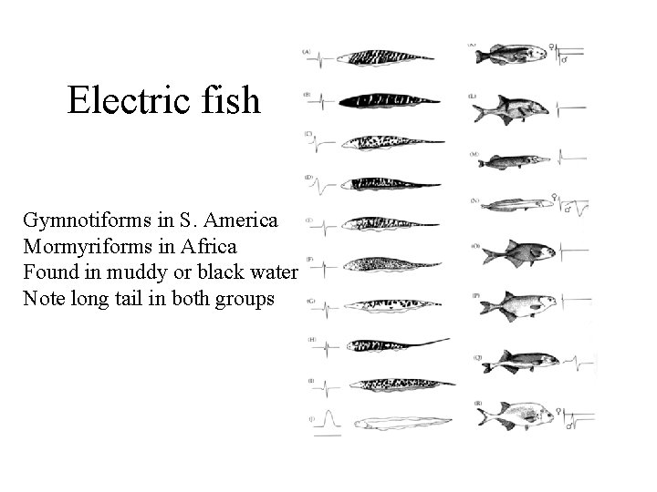 Electric fish Gymnotiforms in S. America Mormyriforms in Africa Found in muddy or black