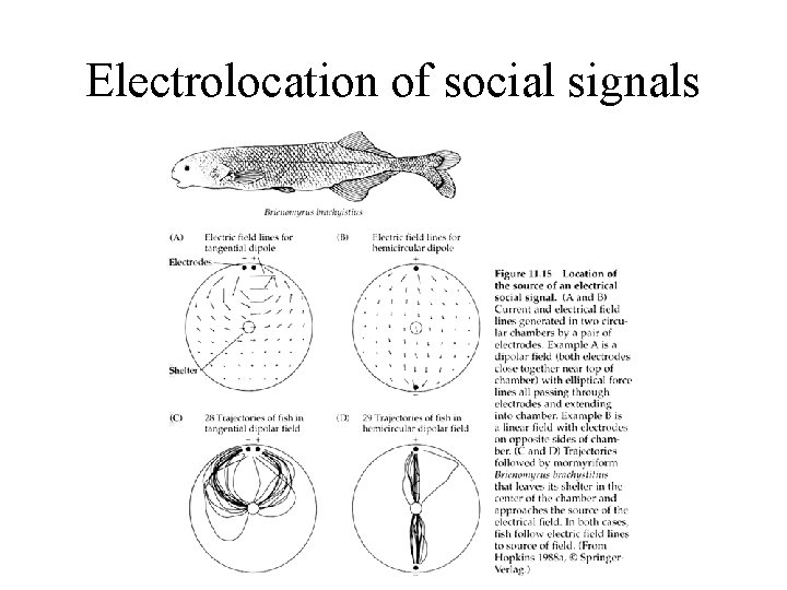 Electrolocation of social signals 