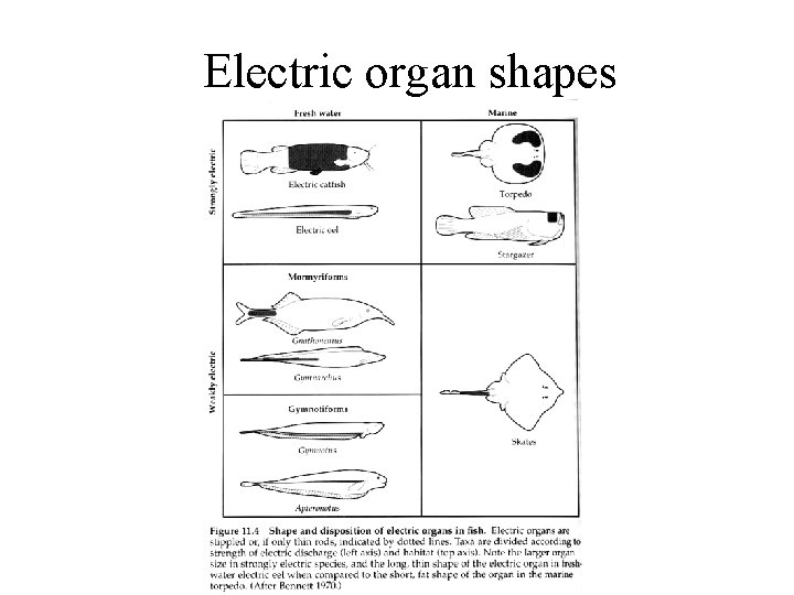 Electric organ shapes 