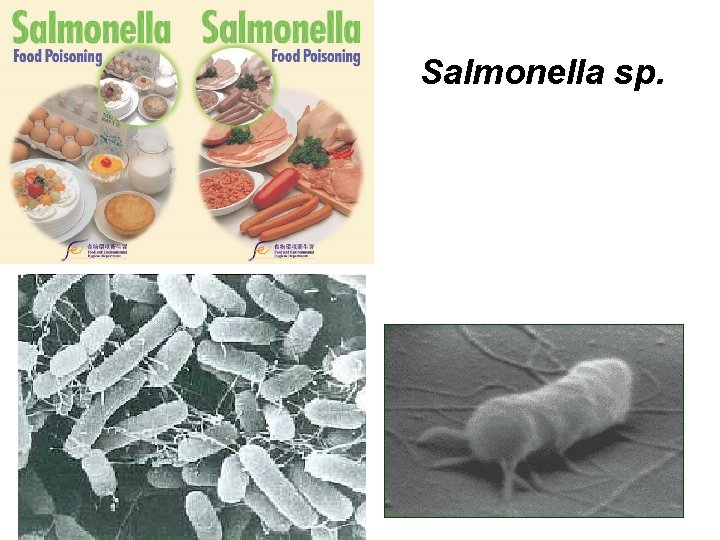 Salmonella sp. 