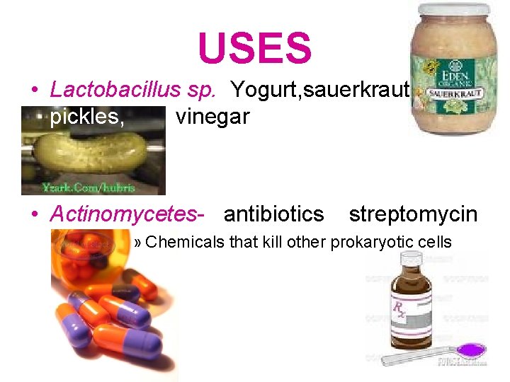 USES • Lactobacillus sp. Yogurt, sauerkraut pickles, vinegar • Actinomycetes- antibiotics streptomycin » Chemicals