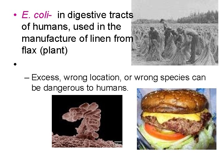  • E. coli- in digestive tracts of humans, used in the manufacture of