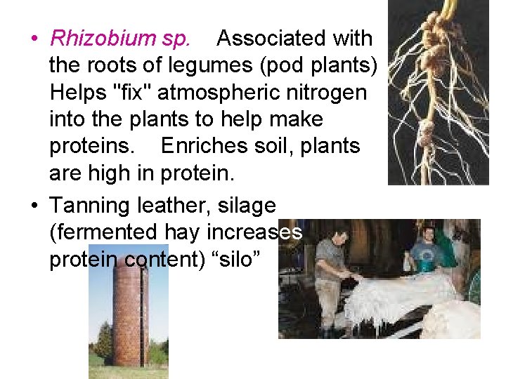  • Rhizobium sp. Associated with the roots of legumes (pod plants) Helps "fix"