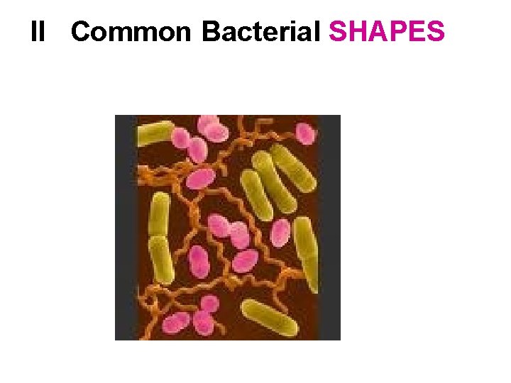 II Common Bacterial SHAPES 