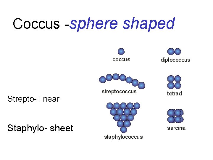Coccus -sphere shaped Strepto- linear Staphylo- sheet 